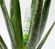 EasyGlide Aloe Vera Wasserbasis Gleitgel - 30ml_